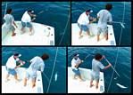 (44) montage (rig fishing).jpg    (1000x720)    339 KB                              click to see enlarged picture